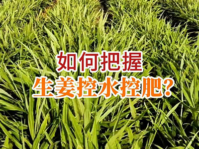 如何把握生姜控水控肥？ ()