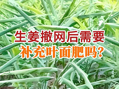 生姜撤网后需要补充叶面肥吗？ ()