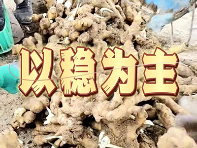 8月30日 安丘黑埠子（以稳为主） ()