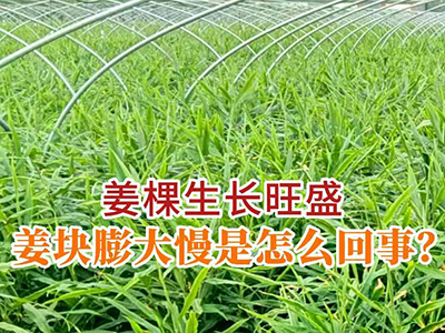 姜棵生长旺盛，姜块膨大慢是怎么回事？ ()