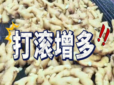 8月30日 生姜价格行情（打滚增多） ()