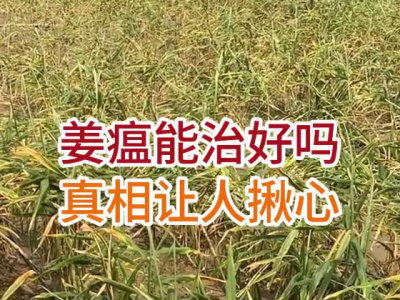 姜瘟能治好吗？真相让人揪心 ()