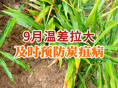 9月温差拉大及时预防炭疽病 ()