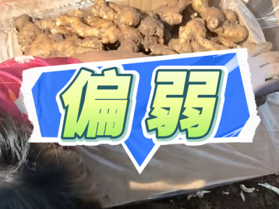 9月1日 安丘黑埠子（偏弱） ()