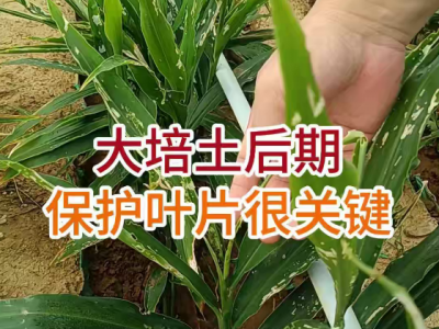 大培土后期保护叶片很关键 ()