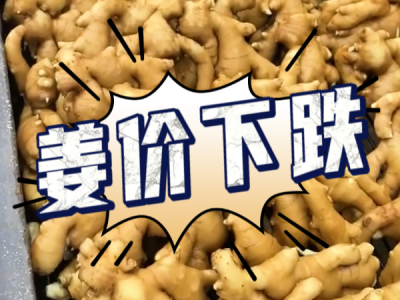 9月2日 生姜价格行情（姜价下跌） ()