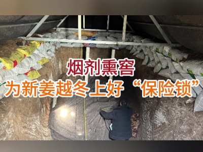 烟剂熏窖为新姜越冬上好“保险锁” ()