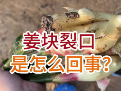 姜块裂口是怎么回事？ ()