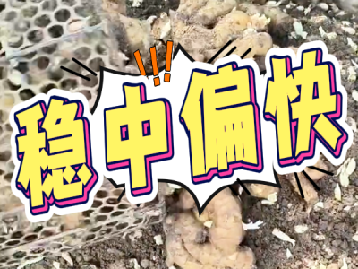 9月3日 安丘黑埠子（稳中偏快） ()