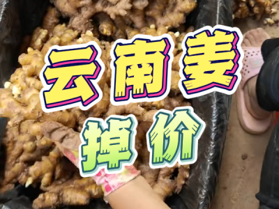 9月3日 生姜价格行情（云南姜掉价） ()
