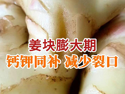 姜块膨大期 钙钾同补 减少裂口 ()