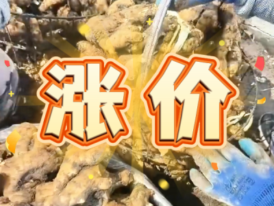 9月4日 安丘黑埠子（涨价） ()