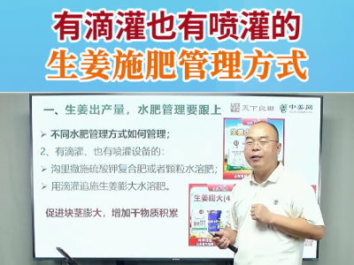 有滴灌也有喷灌的生姜施肥管理方式 ()