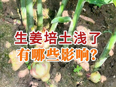 生姜培土浅了有哪些影响？ ()