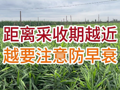 距离采收期越近，越要注意防早衰 ()