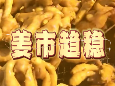 9月5日 生姜价格行情（姜市趋稳） ()