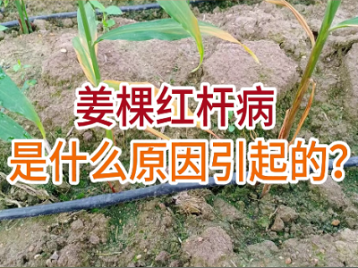 姜棵红杆病是什么原因引起的？ ()