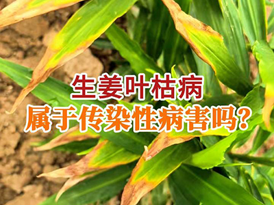 生姜叶枯病属于传染性病害吗？ ()