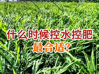 什么时候控水控肥最合适？ ()