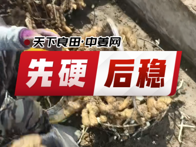 9月5日 安丘黑埠子（先硬后稳） ()