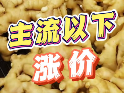 9月6日 生姜价格行情（主流以下涨价） ()