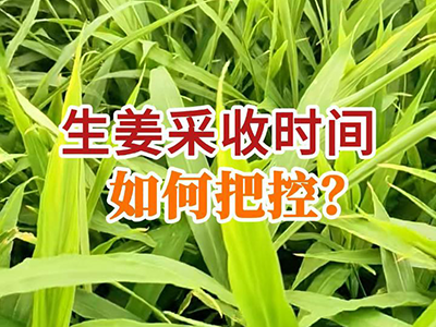 生姜采收时间如何把控？ ()