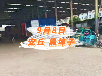 9月6日 安丘黑埠子市场价格行情 ()