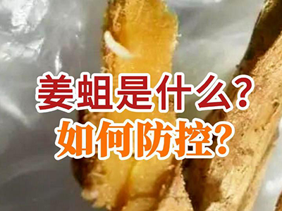 姜蛆是什么？如何防控？ ()