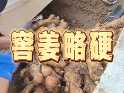 9月9日 安丘黑埠子（窖姜略硬） ()