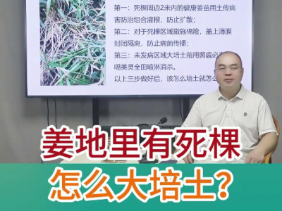 姜地里有死棵怎么大培土？ ()