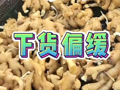 9月9日 生姜价格行情（下货偏缓） ()
