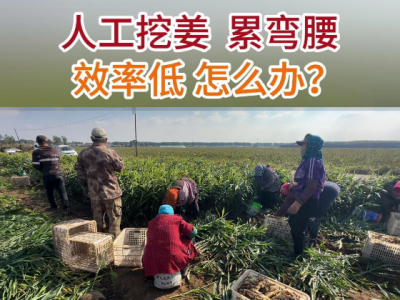 人工挖姜 累弯腰 效率低 怎么办？ ()
