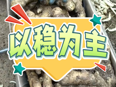 9月10日 安丘黑埠子（以稳为主） ()