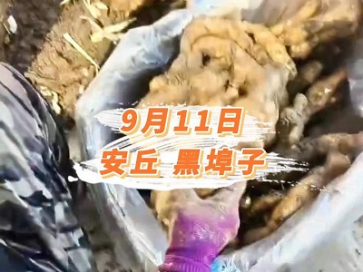 9月11日 安丘黑埠子价格行情 ()