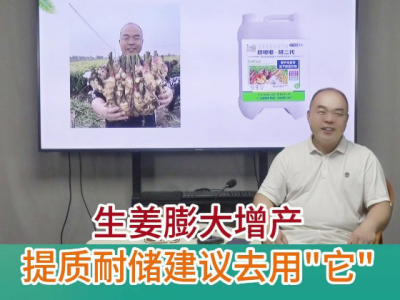 生姜膨大增产提质耐储建议去用“它” ()
