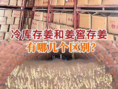 冷库存姜和姜窖存姜有哪几个区别？ ()