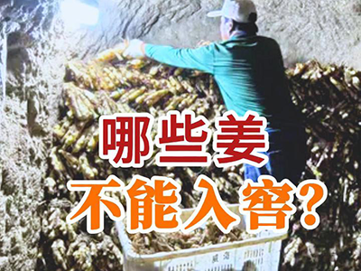 哪些姜不能入窖？ ()