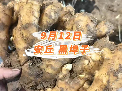 9月12日 安丘黑埠子价格行情 ()