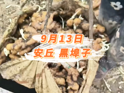 9月13日 安丘黑埠子价格行情 ()