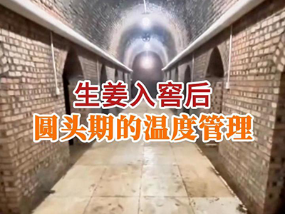 生姜入窖后圆头期的温度管理 ()