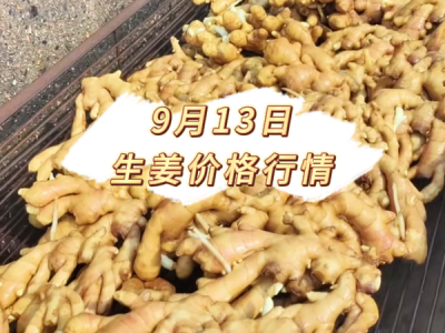 9月13日 生姜价格行情 ()