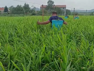 南方姜友使用天下良田·胖嘟嘟研二代淋根 ()