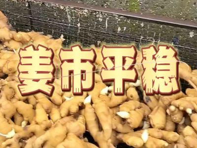 9月15日 生姜价格行情（姜市平稳） ()