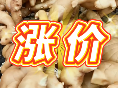 9月16日 生姜价格行情（涨价） ()