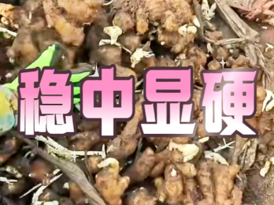 9月16日 安丘黑埠子（稳中显硬） ()