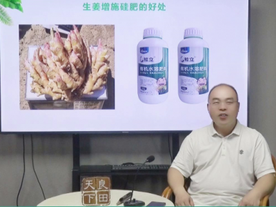 “它”是被大多数姜友忽视的肥料 ()