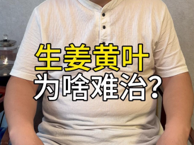 生姜黄叶为啥难治？ ()