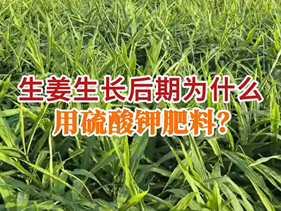 生姜生长后期为什么用硫酸钾肥料？ ()