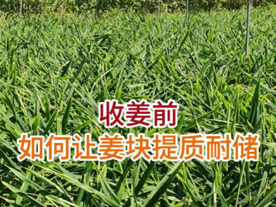 收姜前如何让姜块提质耐储？ ()
