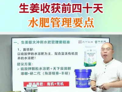 生姜收获前四十天水肥管理要点 ()